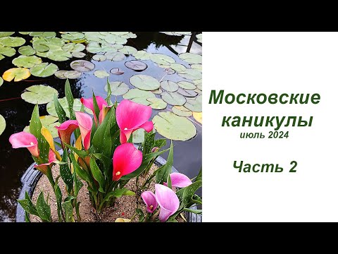 Видео: Московские каникулы, часть 2 - в саду Аптекарского огорода и обзор крассул (новых и стареньких)