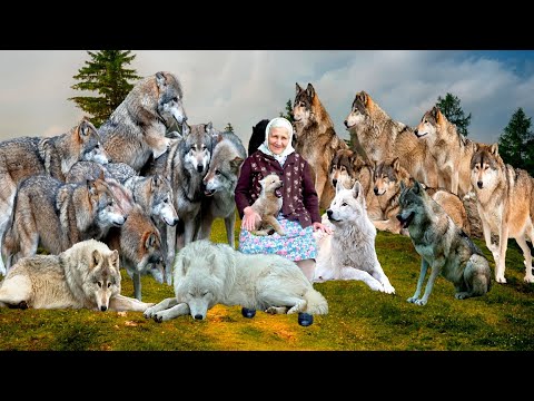 Видео: Старушка приютила стаю волков. Посмотрите, что произошло дальше!