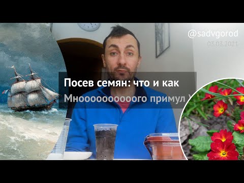 Видео: Посев семян: что и как. Очень много примул!