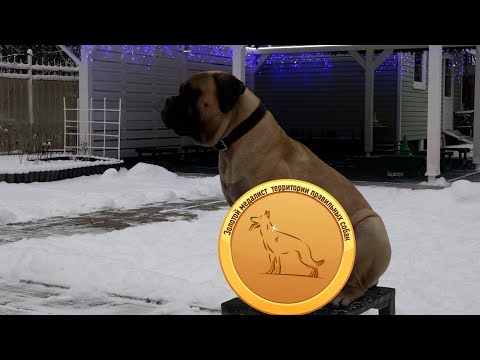 Видео: Догтренинг 688. Удивительная Герда - зачётный бульмастиф.