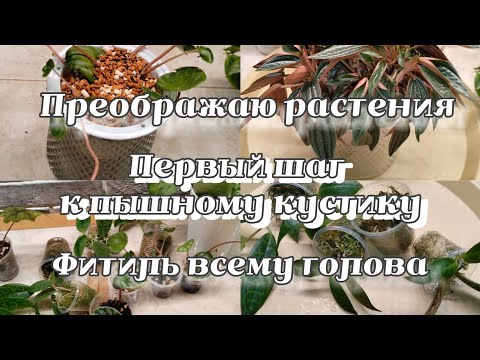 Видео: Преображаю растения | Формирую будущий пышный кустик