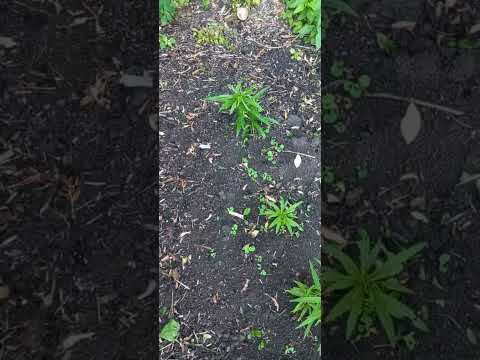 Видео: Деревня лето