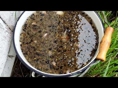 Видео: ловушка для ос на пасеке #борьба с осами #trap for wasps in the apiary #fighting wasps #wasps #осы