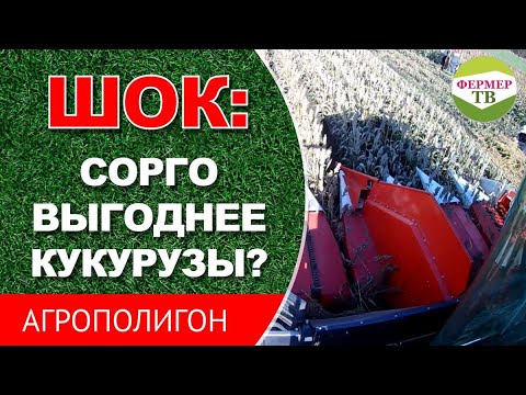 Видео: ШОК: сорго выгоднее кукурузы
