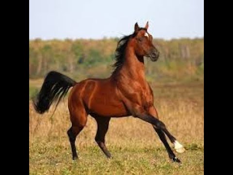 Видео: конная прогулка Великие Луки