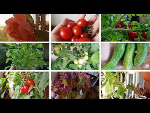 Видео: Обзор моего балконного огорода/  что удалось вырастить/ женщина за 45/ Olga.Ру