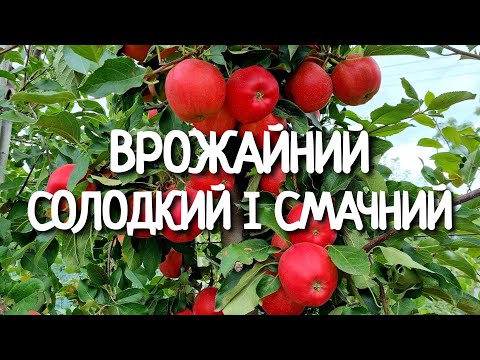 Видео: Яблоня Гала Маст