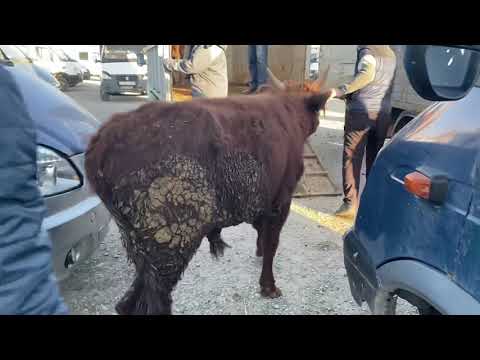 Видео: Туркестан Мал Базар Сиыр Бұқа Өгіз Қашар Тана Бұзау 2.11.2025