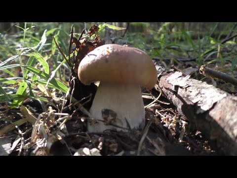 Видео: ГРИБНИК С СОБАКОЙ ПОШЁЛ В ЛЕС ПО ГРИБЫ! И НЕ ЗРЯ!!! into the forest for mushrooms