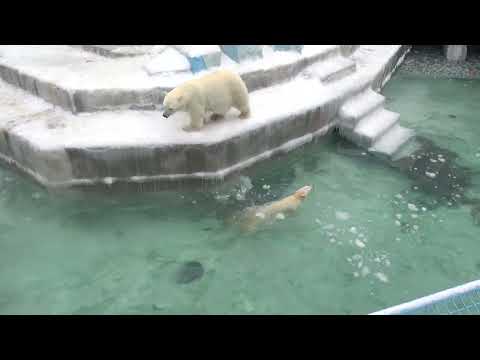 Видео: Космические прыжки Белки, Стрелки и Герды. 16.03.2024