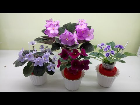 Видео: Когда НУЖНА пересадка фиалки???