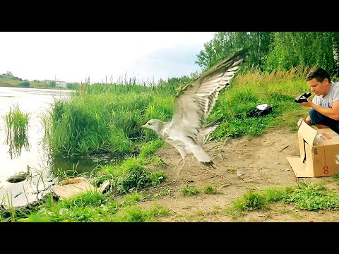 Видео: ВЫПУСК ЧАЙКИ НА ВОЛЮ