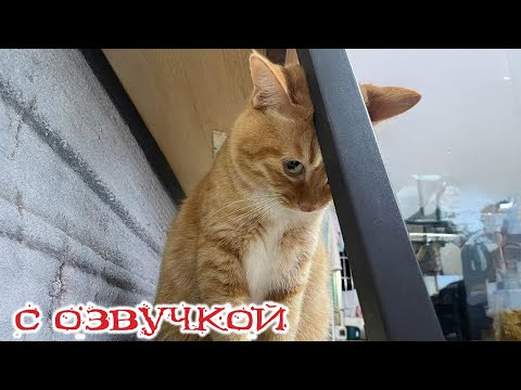 Видео: Приколы с котами! С ОЗВУЧКОЙ! 😂 Смешные животные и собаки | Большой сборник юмора
