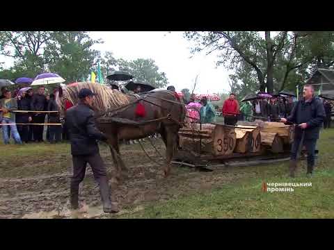 Видео: На Буковині коні тягали сани наввипередки