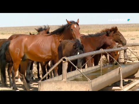 Видео: Журналистік зерттеу  - Қуаңшылық. Шаруаларға шұғыл көмек керек