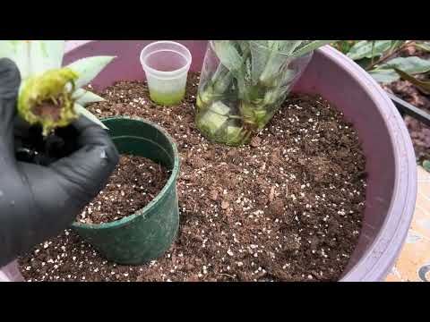 Видео: Ананас  дивує!!  🍍🏡 Дуже велика детка виросла 