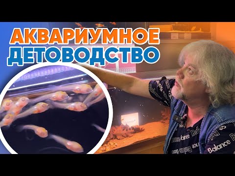 Видео: Аквариумные истории из ЭКЗОМЕНЮ (05.09.2025). Аквариумное детоводство.