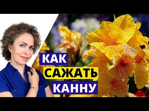 Видео: КАННА: как правильно сажать