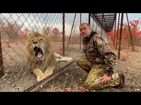 Видео: Львы Олежка ,Фили и Витя ПРИБЕЖАЛИ ПООБЩАТЬСЯ И ПОИГРАТЬ !