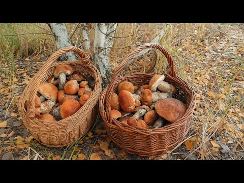 Видео: Вернулись на СУПЕРГРИБНОЕ место.