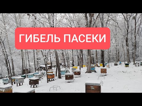 Видео: #103 Клещ съел пасеку #bee 