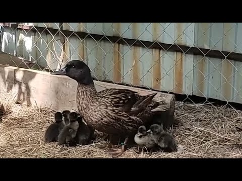 Видео: Эксперимент завершен