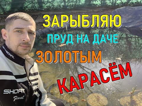 Видео: Запускаю золотого карася в пруд на даче. Весеннее зарыбление