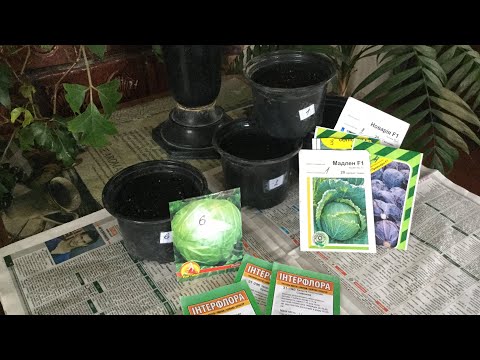 Видео: Вирощування капусти. СІЄМО КАПУСТУ на розсаду.