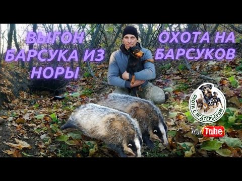 Видео: Охота на барсука/Охота с ягдтерьером.Fox Hunt with Jagdterrier.