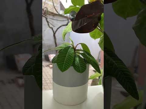 Видео: Молочай погибает #plants #сад #цветы #молочай
