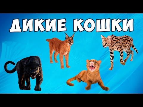 Видео: Дикие кошки для детей - развивающий мультик о дикой природе | Карточки Домана | Методика Монтессори