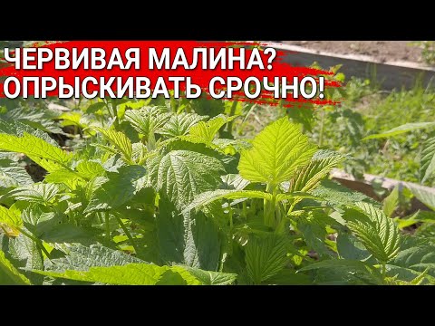 Видео: Червивая малина? Опрыскивать срочно!