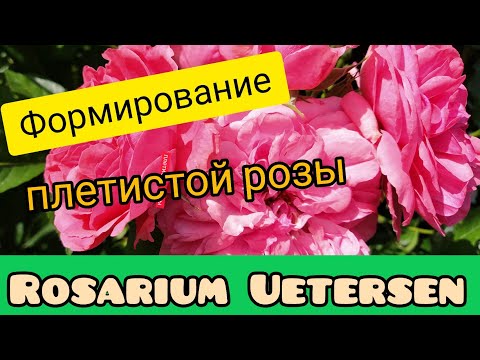 Видео: Формирование плетистой розы Rosarium Uetersen.