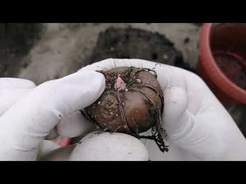 Видео: Аморфофаллус: сбор урожая, осмотр клубней