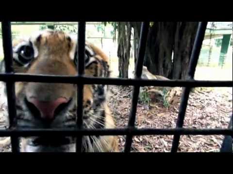 Видео: НОМ "ЖИВОТНЫЕ" / NOM "ANIMALS"