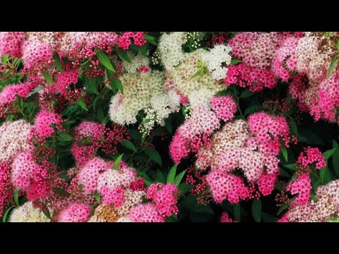 Видео: Самые красивые кустарники для сада. Часть 3