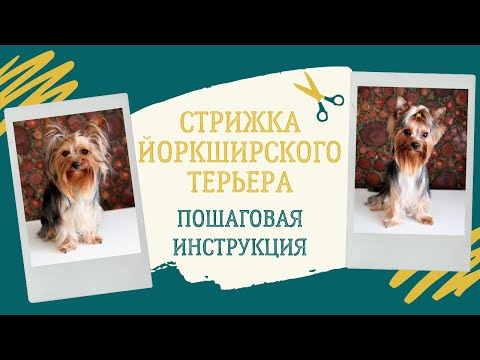 Видео: Стрижка йорка ножницами (груминг йоркширского терьера: как стричь уши, голову, когти, лапы... йорку)