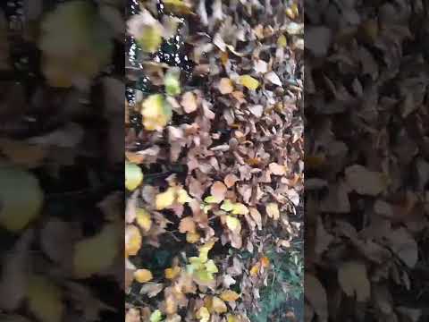 Видео: 👠🐾🍁🍂🍃🌈🌤️утренний променад👍🤩9.11.25