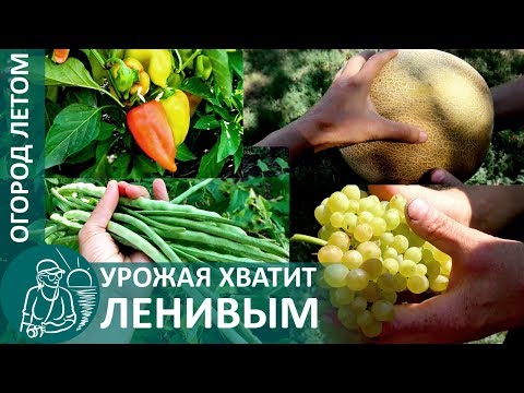 Видео: 🍅 Что бывает на огороде у ленивых в августе: сбор урожая, минимальный уход 🌿 Опыт Гордеевых