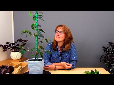 Видео: Фикус Бенджамина на штамбе (ч.3).
