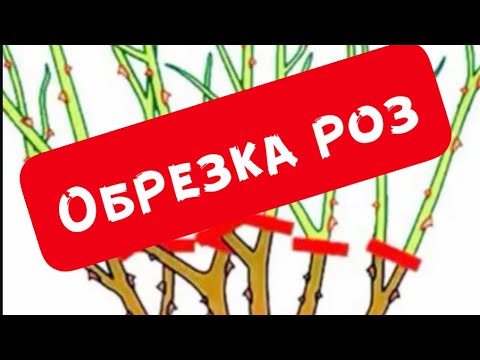 Видео: ОБРЕЗКА РОЗ ФЛОРИБУНДА. КАК ОБРЕЗАТЬ РОЗУ  ФЛОРИБУНДУ?