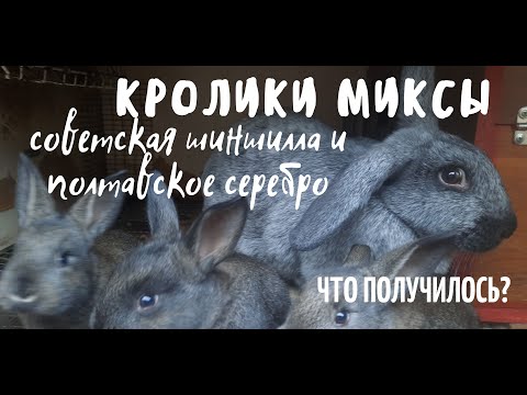 Видео: Кролики помесные, породы советская шиншилла и полтавское серебро