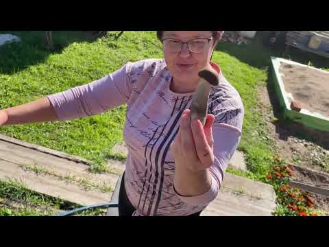 Видео: ГРИБНОЙ СУП ИЗ ГРИБНОГО АССОРТИ ПО РЕЦЕПТУ МОЕЙ МАМЫ! 