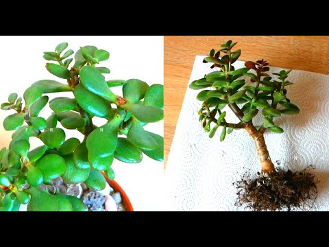 Видео: Обрезка и пересадка Толстянки/Стоит ли совмещать эти процессы, какие последствия?