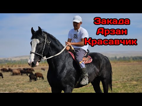 Видео: Заканын КРАСАВЧИГИ АРЩАН ЧЫКТЫ