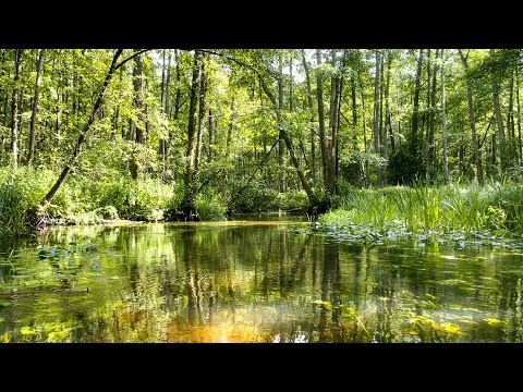 Видео: Лес, ливень и завалы. Сплав по Щаре (часть 2)