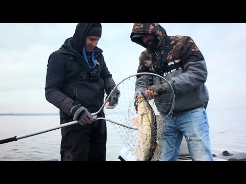 Видео: СКАЖЕННІ СУДАКИ рвуть приманки, На що клює судак восени