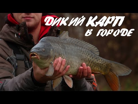 Видео: Дикий КАРП в городе.