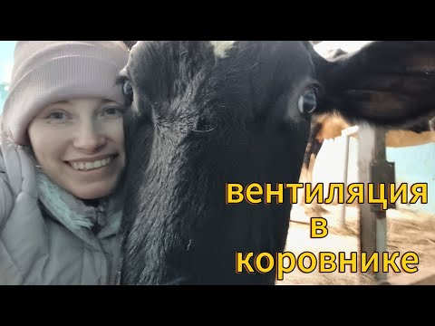 Видео: Вентиляция в коровнике🐄🐄🐄прогулки в хорошую погоду.#сельское #молоко #хозяйство #корова