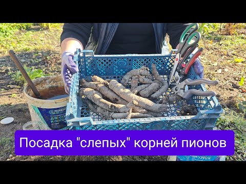 Видео: Правила посадки "слепых" корней пионов